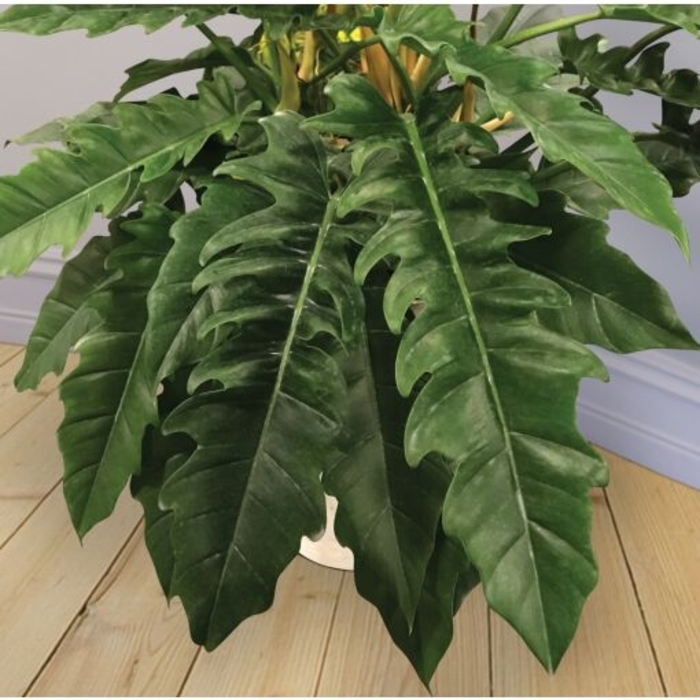 Philodendron Narrow - Philodendron Narrow ''Jungle Boogie'' from Gateway Garden Center