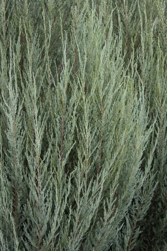 Skyrocket Juniper - Juniperus scopulorum 'Skyrocket' from Gateway Garden Center