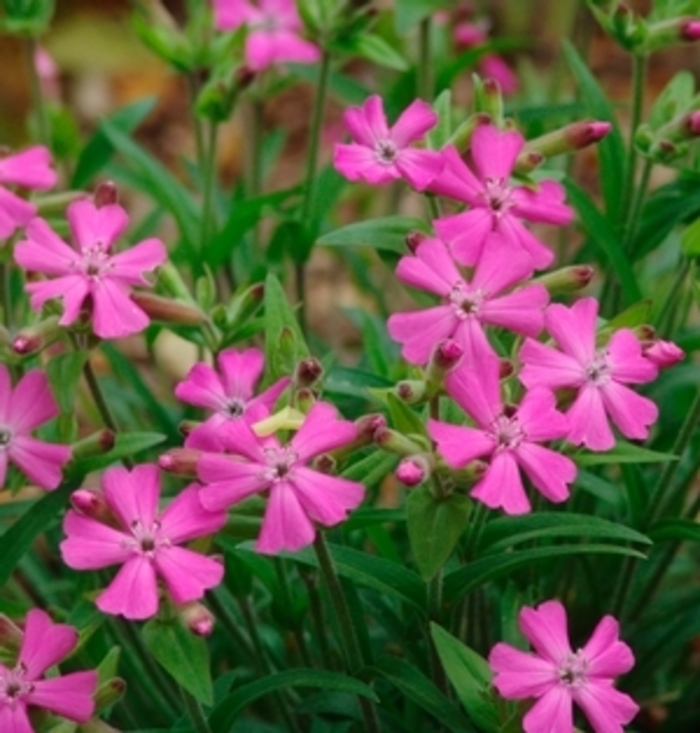 Short and Sweet Wild Pinks - Silene caroliniana var. wherryi 'Short and Sweet' from Gateway Garden Center
