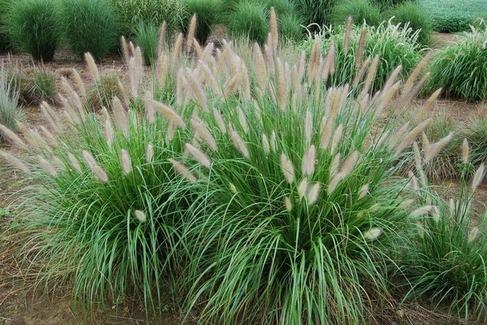 Etouffee™ Sterile Fountain Grass - Pennisetum 'Etouffee™' from Gateway Garden Center
