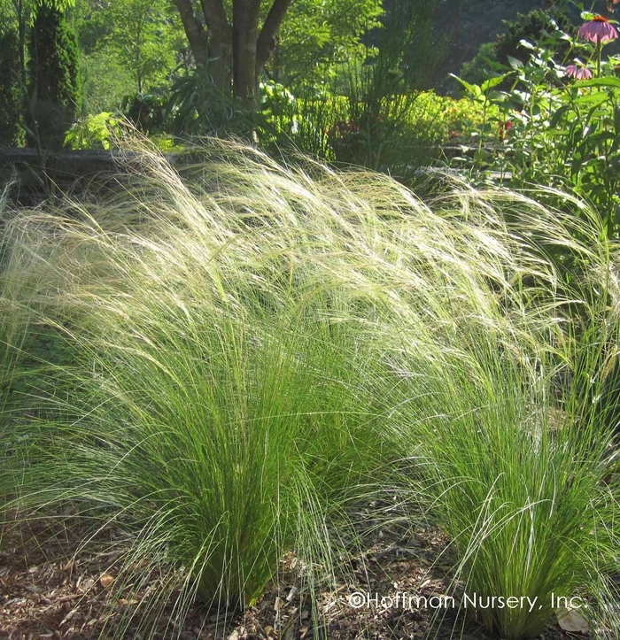 Mexican Feather Grass - Nassella tenuissima 'Pony Tails' from Gateway Garden Center