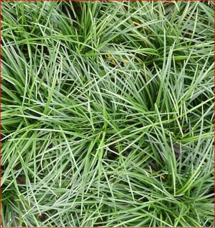 Mondo Grass - Ophiopogon japonicus from Gateway Garden Center
