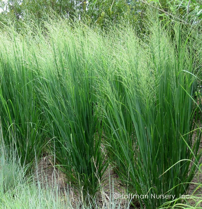 Northwind Switch Grass - Panicum virgatum 'Northwind' from Gateway Garden Center