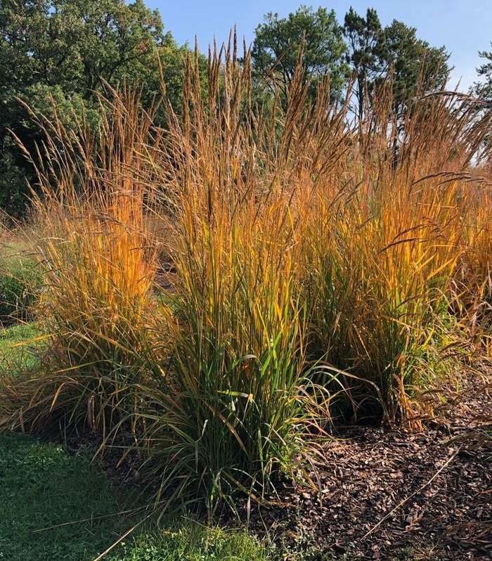 Golden Sunset® Indian Grass - Sorghastrum nutans 'Golden Sunset®' from Gateway Garden Center