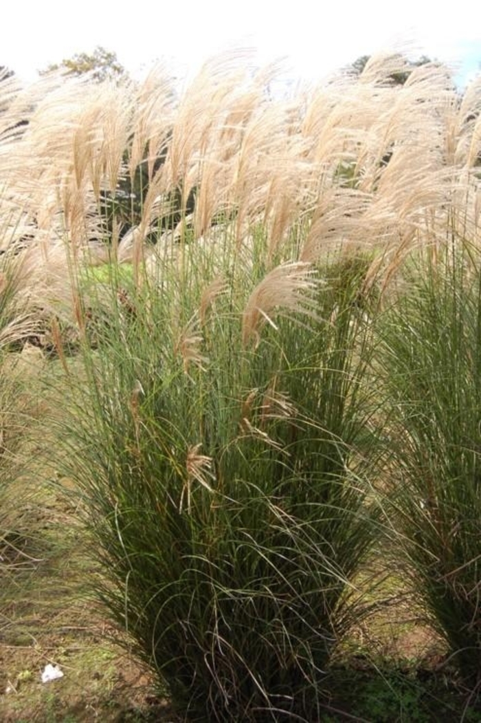 Scout Maiden Grass - Miscanthus sinensis 'Scout' from Gateway Garden Center