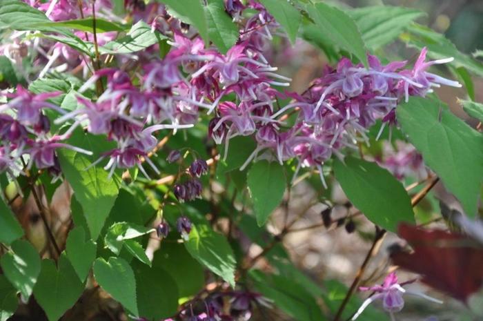 'Purple Pixie' Barrenwort - Epimedium PP13966 from Gateway Garden Center
