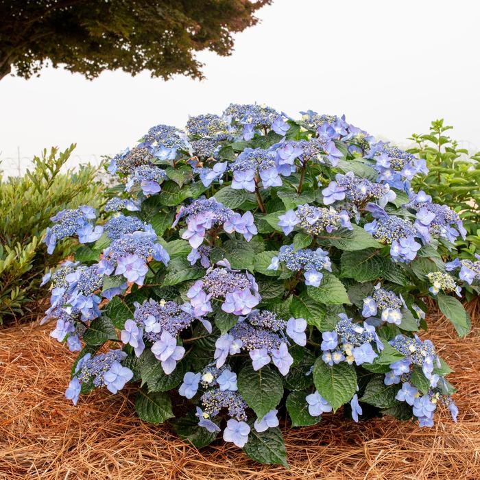 Pop Star® Bigleaf Hydrangea - Hydrangea macrophylla 'Bailmacsix' PP33703 from Gateway Garden Center