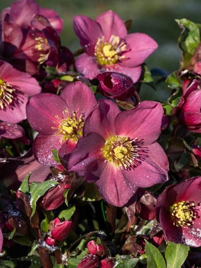 HGC Ice n' Roses® Rose - Helleborus x glandorfensis 'COSEH 4200' PP28297 (Lenten Rose) from Gateway Garden Center