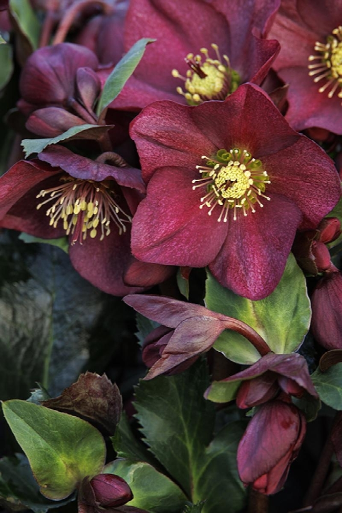 HGC Ice n' Roses® Red - Helleborus 'Ice n' Roses Red' from Gateway Garden Center