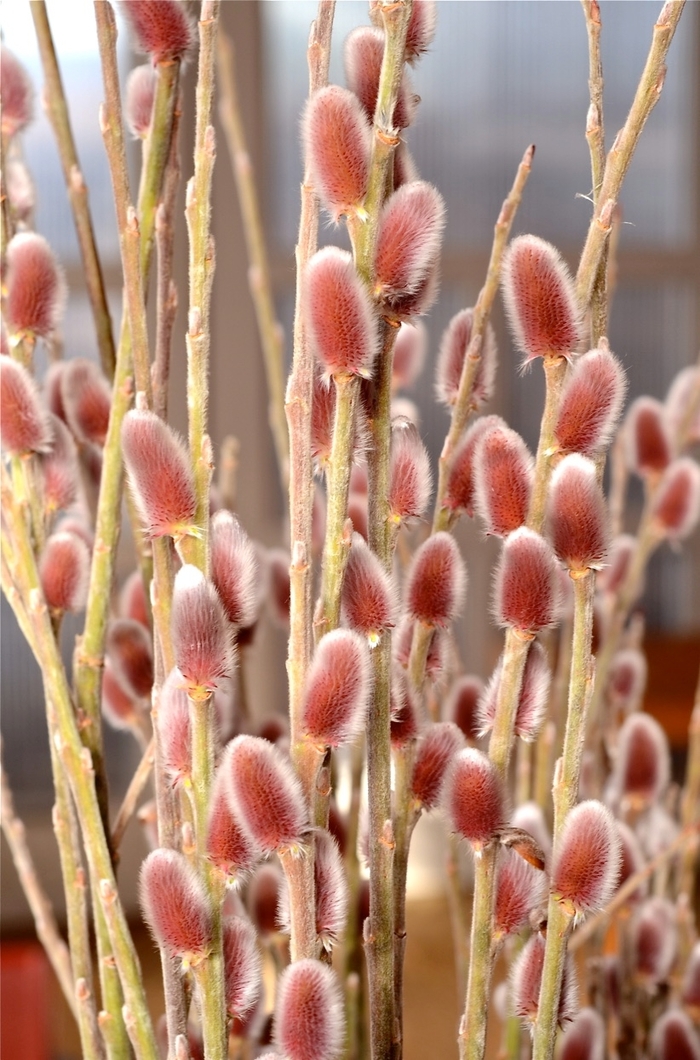 Mount Aso Pink Pussy Willow - Salix gracilistyla 'Mount Aso' from Gateway Garden Center