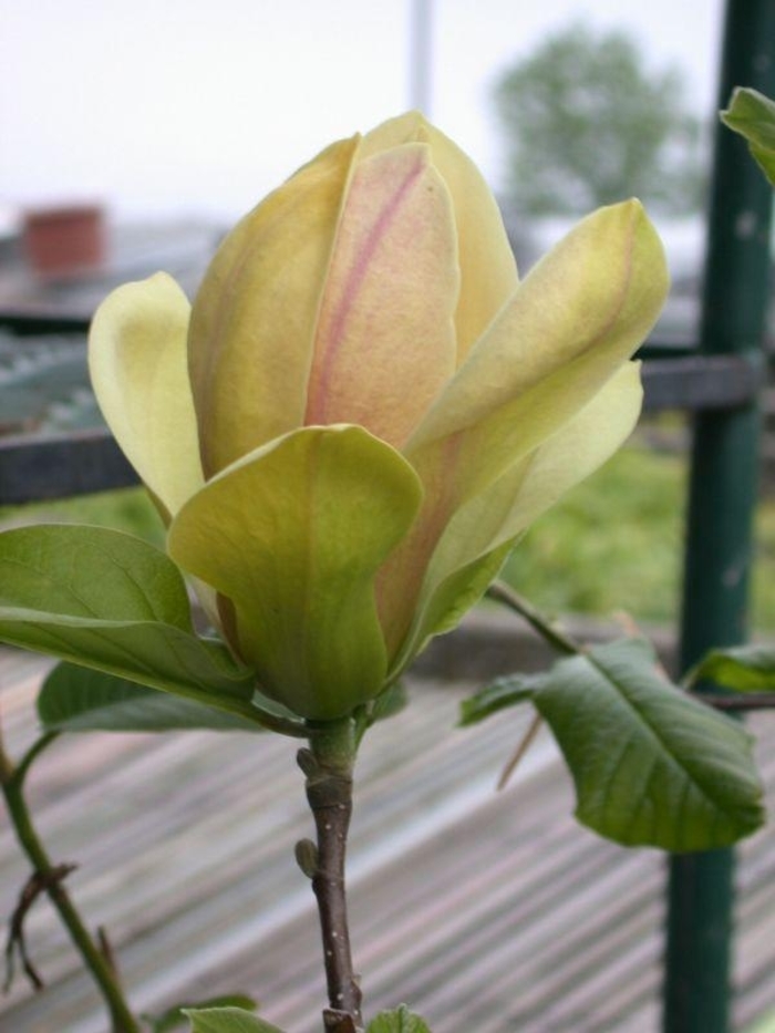 Sunsation Magnolia - Magnolia 'Sunsation' from Gateway Garden Center