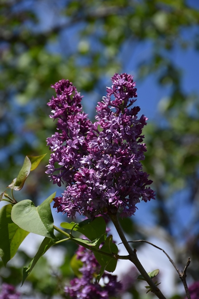 Royal Purple Lilac - Syringa x hyacinthiflora 'Royal Purple' from Gateway Garden Center