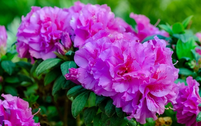 Encore® Autumn Majesty - Rhododendron 'Roblezd' from Gateway Garden Center