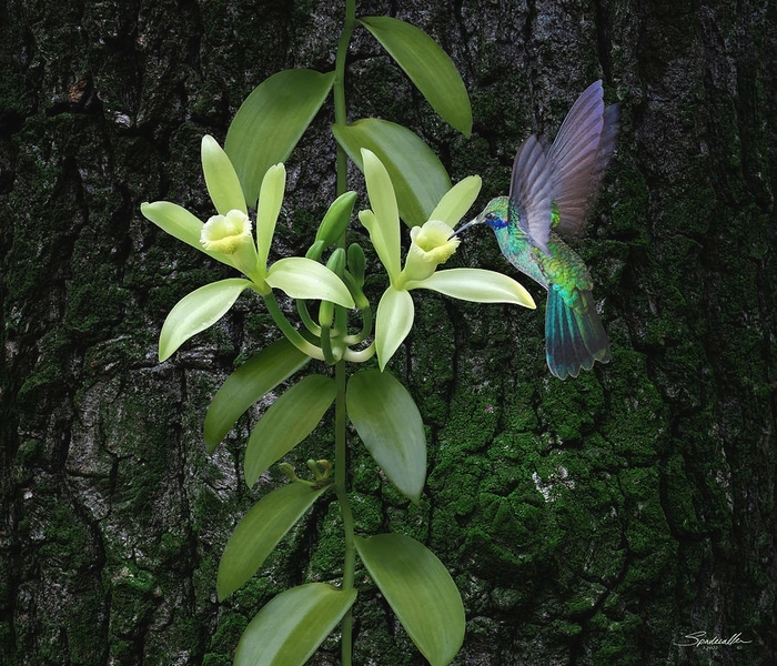 Vanilla Bean Orchid - Vanilla plantifolia from Gateway Garden Center