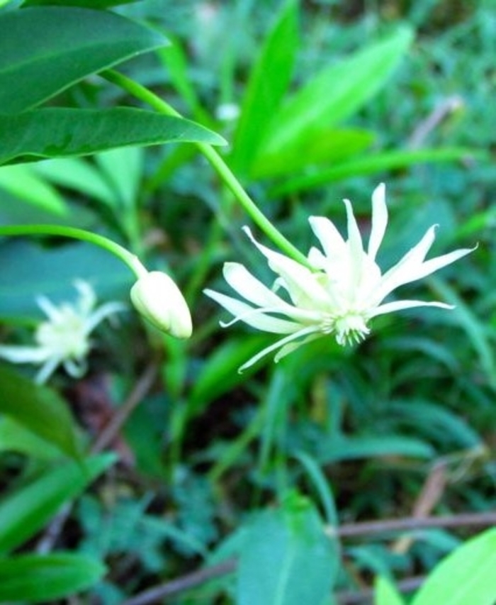 White Florida Anise Tree - Illicium floridanum 'Alba' from Gateway Garden Center