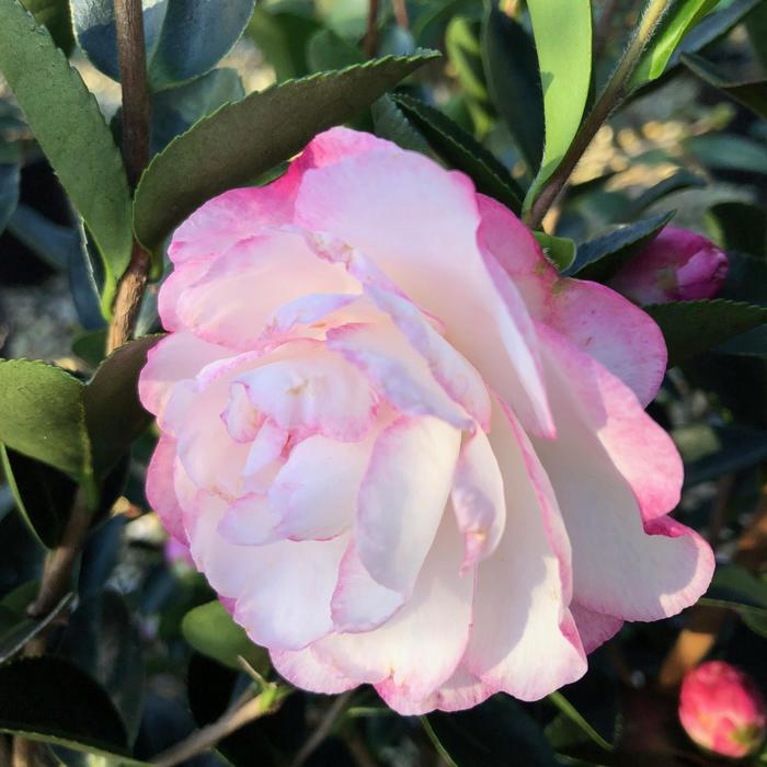 October Magic® Dawn Camellia - Camellia sasanqua 'Green 03-01' from Gateway Garden Center