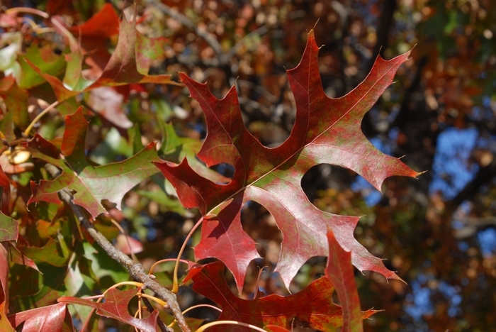 Pin Oak - Quercus palustris from Gateway Garden Center