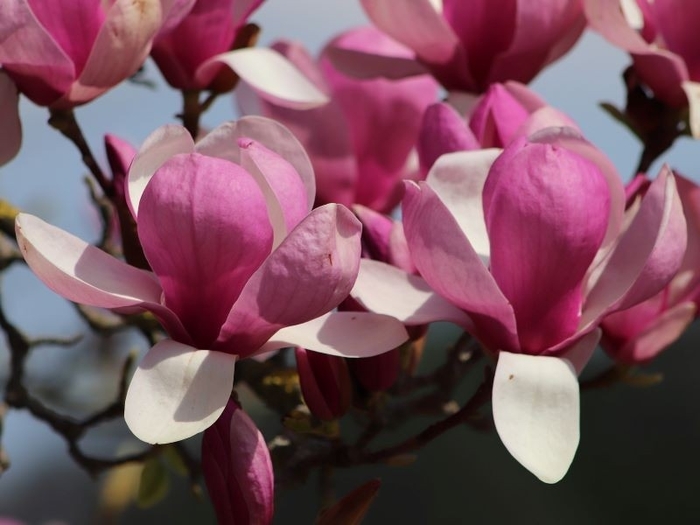 Magnolia x soulangeana 'Rustica Rubra' | Rustica Rubra Saucer Magnolia ...