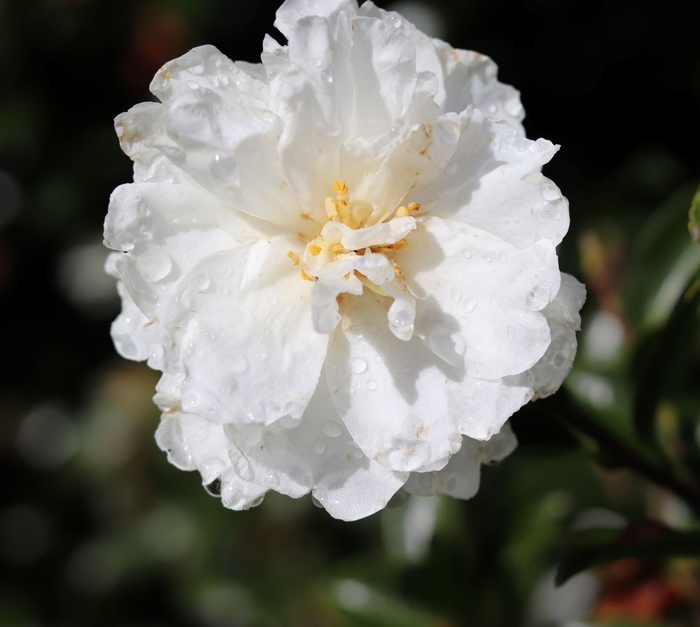 White Doves Camellia - Camellia sasanqua 'Mine-No-Yuki' from Gateway Garden Center