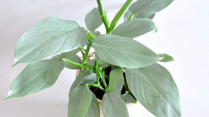 Silver Sword Philodendron - Philodendron hastatum ''Silver Sword'' from Gateway Garden Center