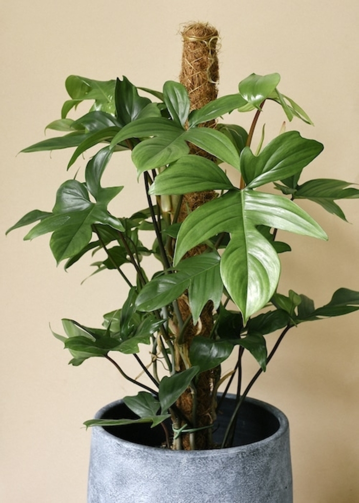 Florida Green Philodendron - Philodendron squamiferum x pedatum ''Florida Green'' from Gateway Garden Center