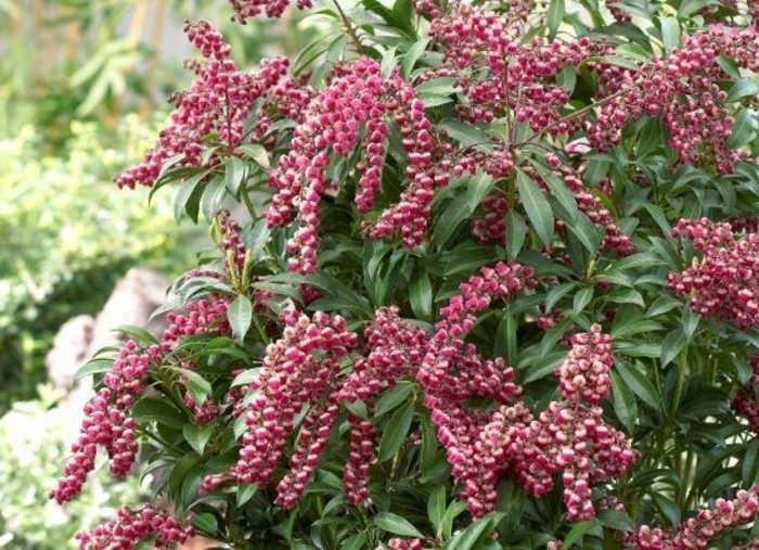 Passion Andromeda - Pieris 'Passion Party Passion' from Gateway Garden Center
