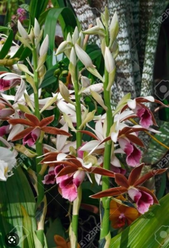 Nun's Orchid - Phaius tankervilleae from Gateway Garden Center