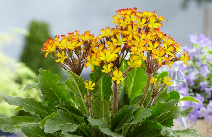 Oakleaf Yellow Picotee Primrose - Primula vulgaris 'Oakleaf Yellow Picotee' from Gateway Garden Center