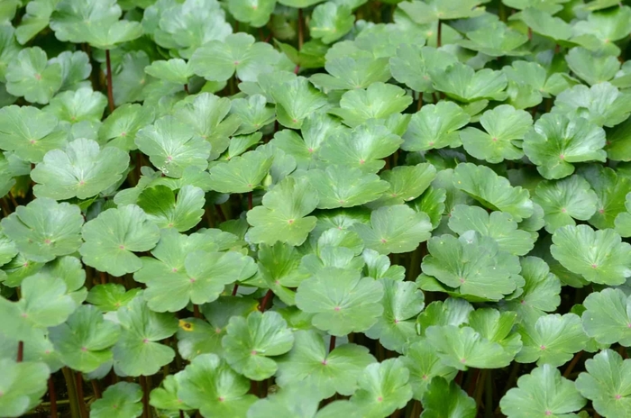 Water Pennywort - Hydrocotyle verticillata from Gateway Garden Center