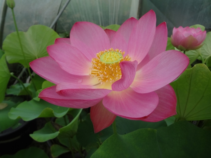 Lotus 'Maggie Bell Slocum' - from Gateway Garden Center