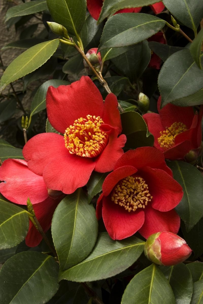 Spring's Promise Ice Angels® Camellia - Camellia japonica 'Spring's Promise' from Gateway Garden Center