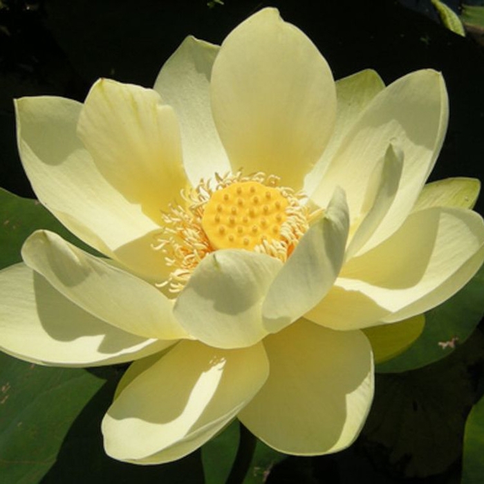 Lotus 'Perry's Giant Sunburst' - Nelumbo nucifera ''Perry's Giant Sunburst'' from Gateway Garden Center