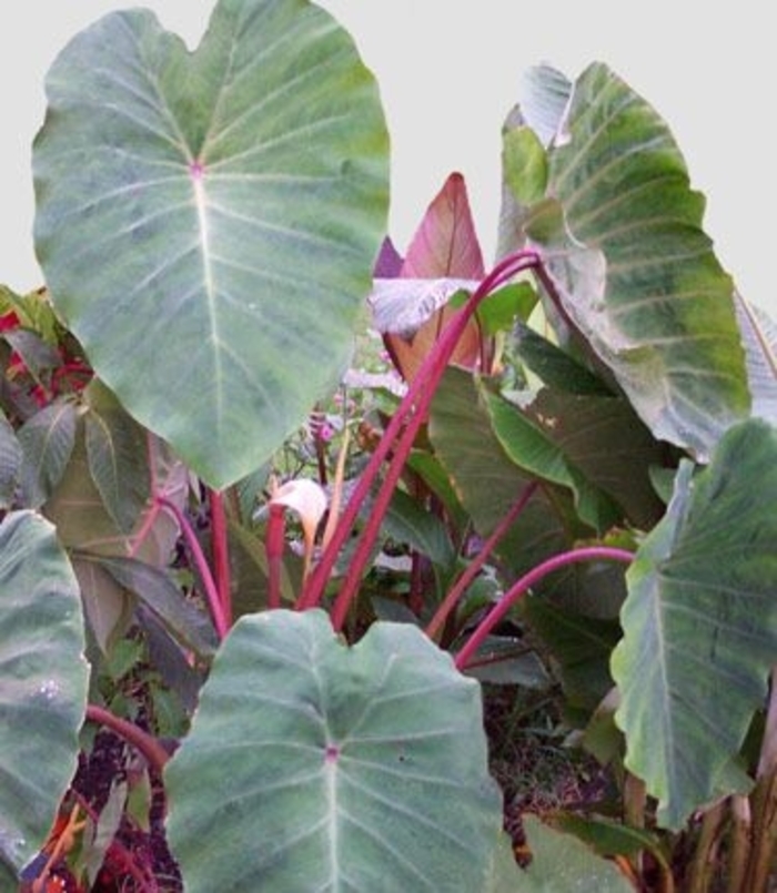 Pink China Elephant Ear - Colocasia e. 'Pink China' from Gateway Garden Center