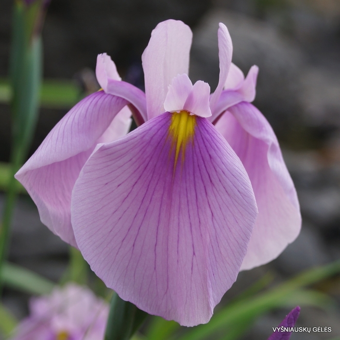 Japanese Iris - Iris ensata 'Rose Queen' from Gateway Garden Center