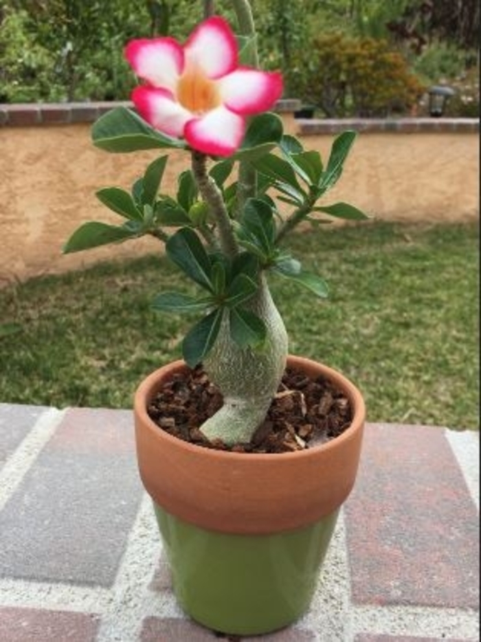 Desert Rose - Adenium obesum from Gateway Garden Center