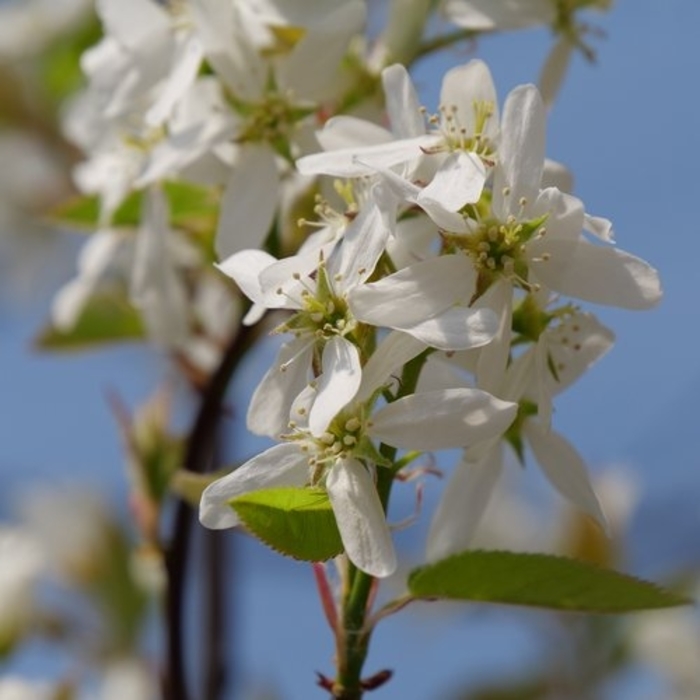 Spring Glory® Serviceberry - Amelanchier canadensis 'Sprizam' from Gateway Garden Center
