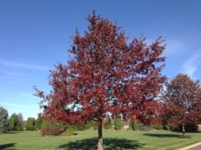 Scarlet Oak - Quercus coccinea from Gateway Garden Center