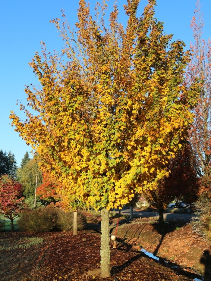 'Metro Gold®' Hedge Maple - Acer campestre from Gateway Garden Center