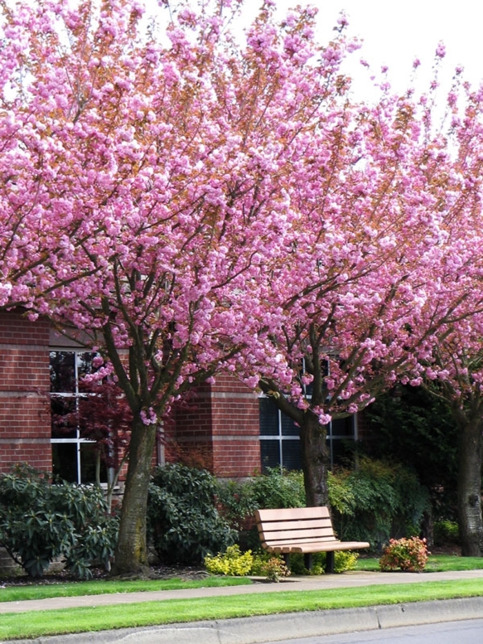 Flowering Cherry - Prunus serrulata 'Kwanzan' from Gateway Garden Center
