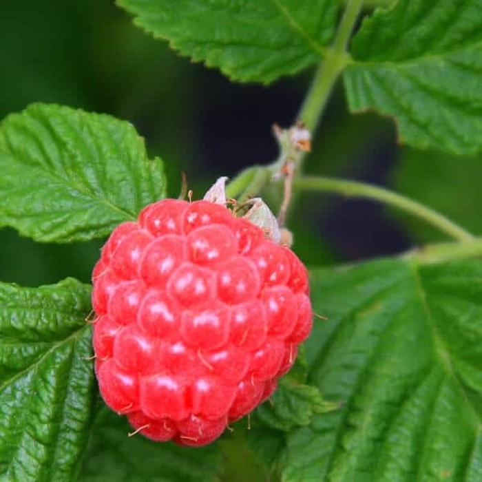 Self-Pollinating, Thornless Raspberry - Rubus Bushel and Berry 'Raspberry Shortcake' from Gateway Garden Center