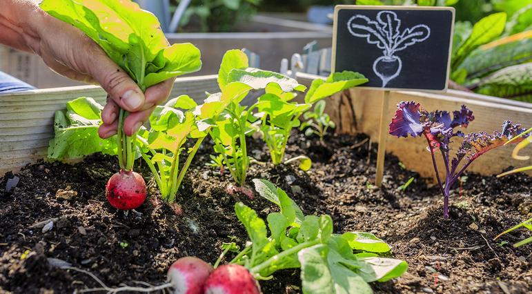 growing-a-kitchen-garden-vegetable-radish
