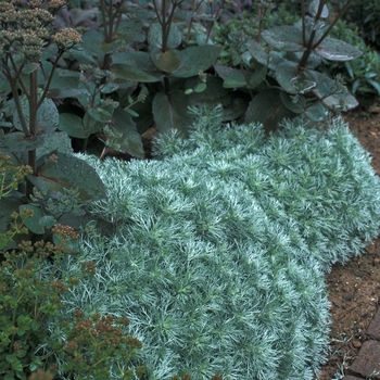 Artemisia 'Silvermound' - Wormwood