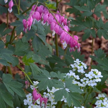 Dicentra spectabilis - Old-Fashioned Bleeding Heart