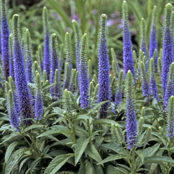 Veronica spicata 'Royal Candles' - Spike Speedwell