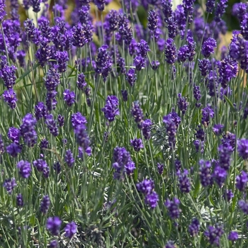 Lavandula 'Phenomenal' - Phenomenal Lavender