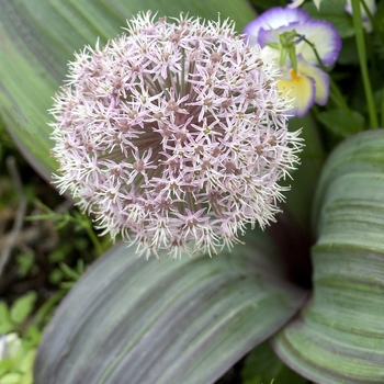 Allium karataviense - Ornamental Onion