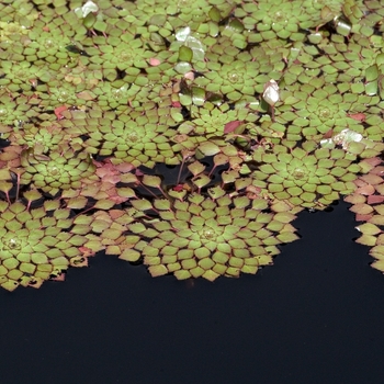 Ludwigia sediodes - Mosaic Plant