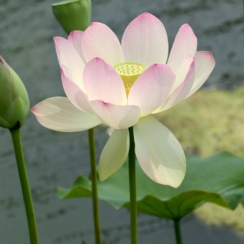 Nelumbo nucifera 'Carolina Queen' - Sacred Lotus