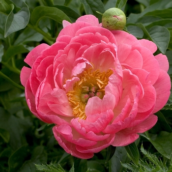 Paeonia hybrid 'Coral Sunset' - Coral Sunset Garden Peony