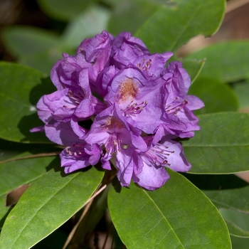 Rhododendron catawbiense 'Boursault' - Rhododendron